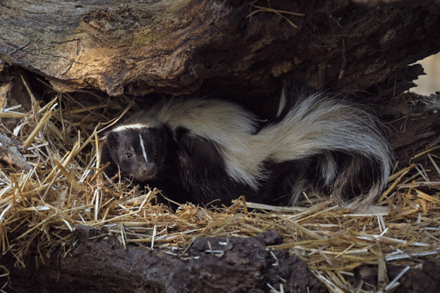 Skunk resting under a log on straw.