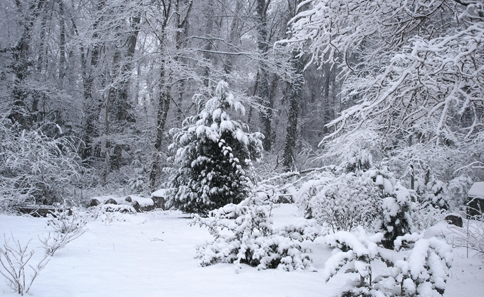 Snow-covered winter landscape with trees and shrubs after a heavy snowfall.